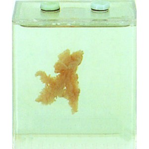 Specimen of Jelly Fish